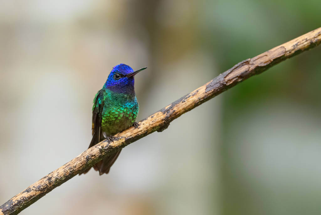 aranyfarku-zafírkolibri-chrysuronia-oenone