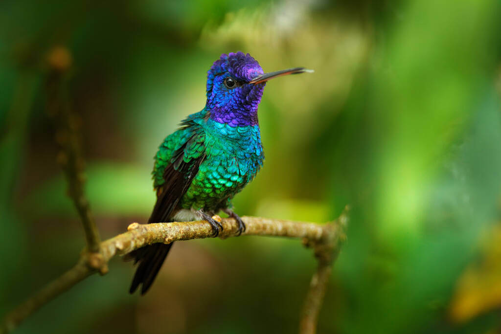 aranyfarku-zafírkolibri-chrysuronia-oenone