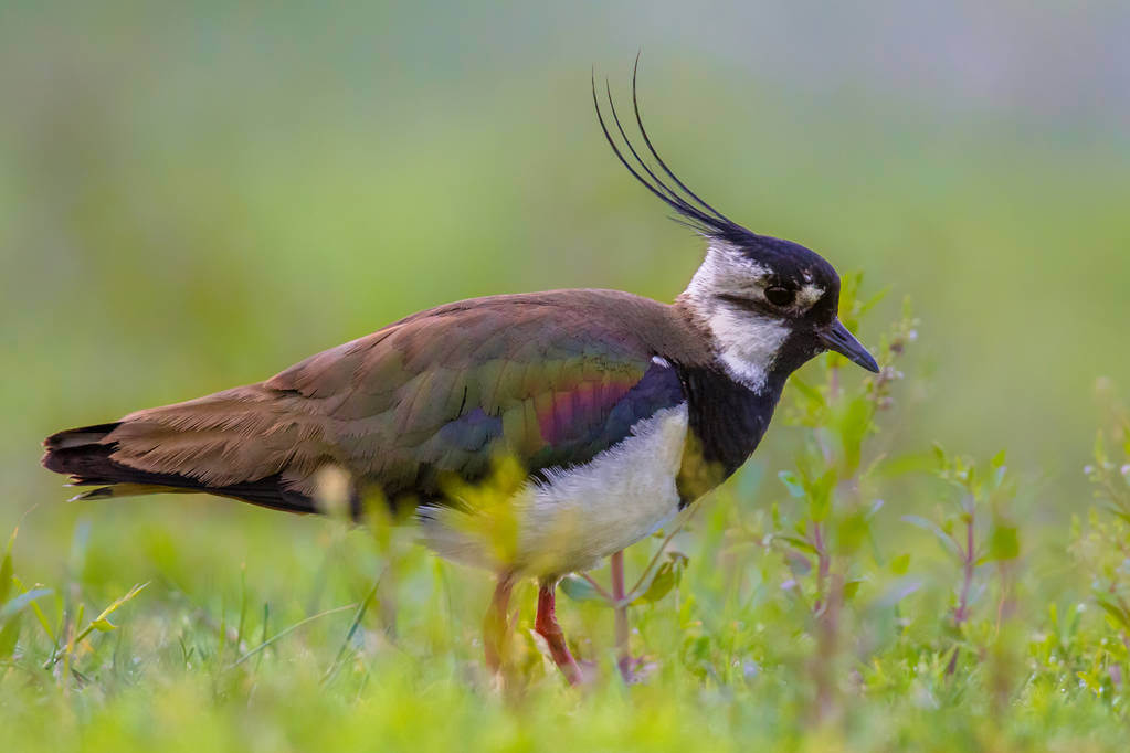 bibic-vanellus-vanellus-hangja