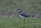 Bíbic (Vanellus vanellus) hangja