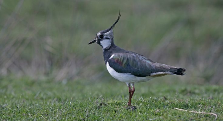 bibic-vanellus-vanellus-hangja