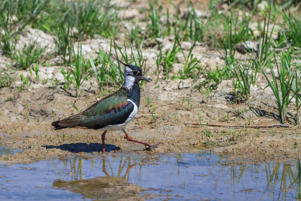 bíbic-vanellus-vanellus