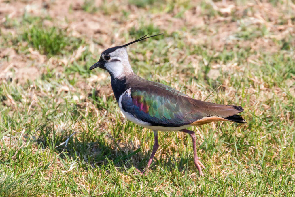 bíbic-vanellus-vanellus