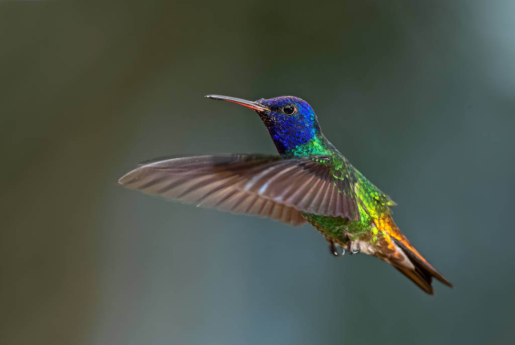 aranyfarku-zafírkolibri-chrysuronia-oenone-hangja