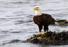 Fehérfejű rétisas (Haliaeetus leucocephalus) hangja