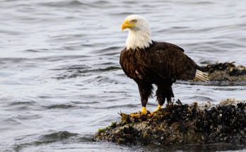 feherfeju-retisas-haliaeetus-leucocephalus-hangja