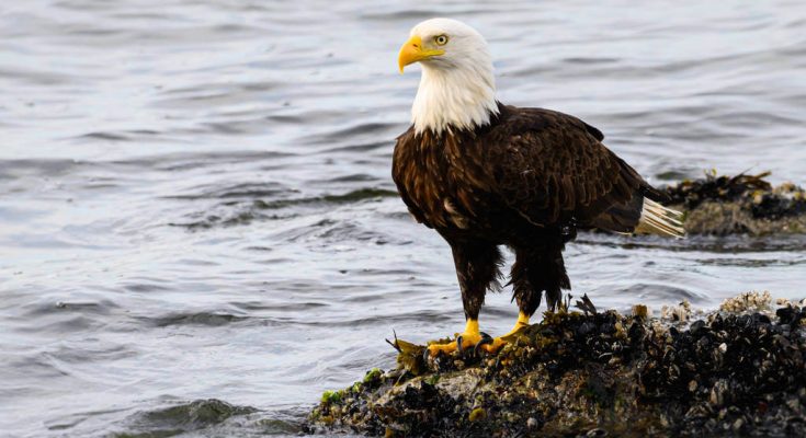 feherfeju-retisas-haliaeetus-leucocephalus-hangja