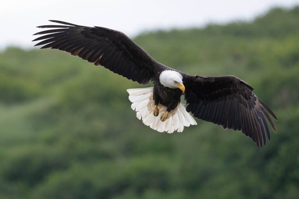 feherfeju-retisas-haliaeetus-leucocephalus-hangja