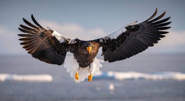 oriasretisas-haliaeetus-pelagicus