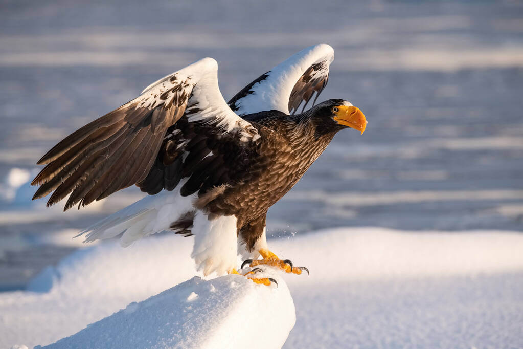 oriasretisas-haliaeetus-pelagicus