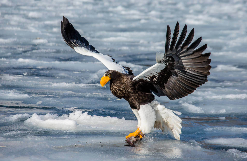 oriasretisas-haliaeetus-pelagicus