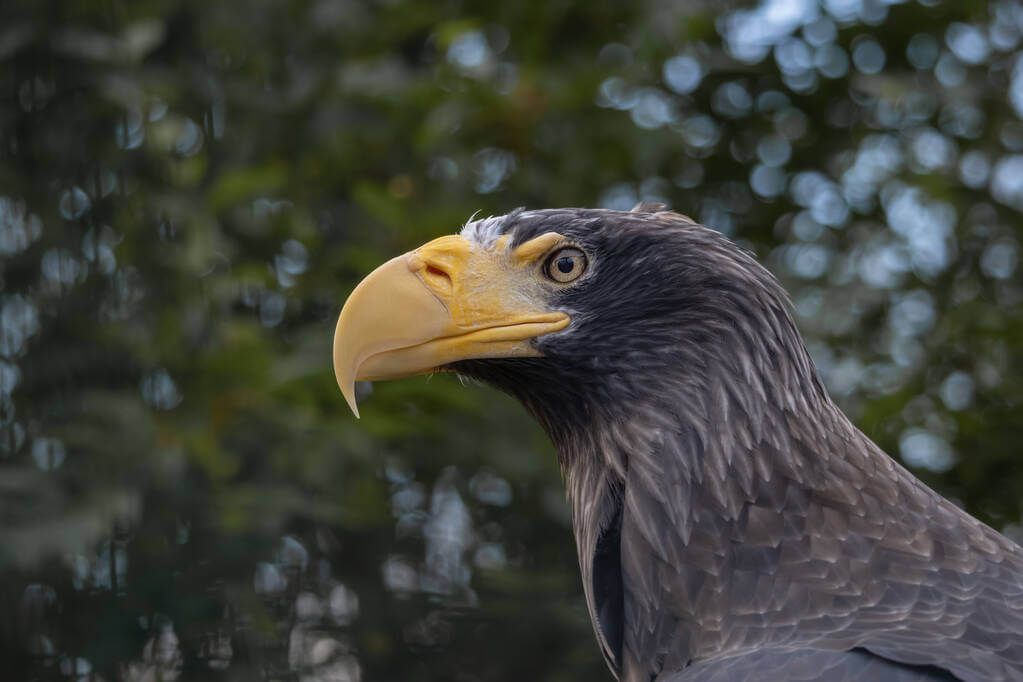 oriasretisas-haliaeetus-pelagicus