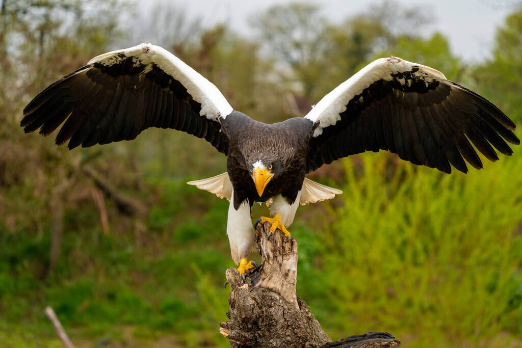 oriasretisas-haliaeetus-pelagicus