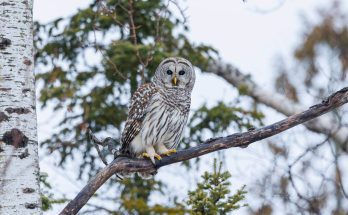 szalagos-bagoly-strix-varia-hangja