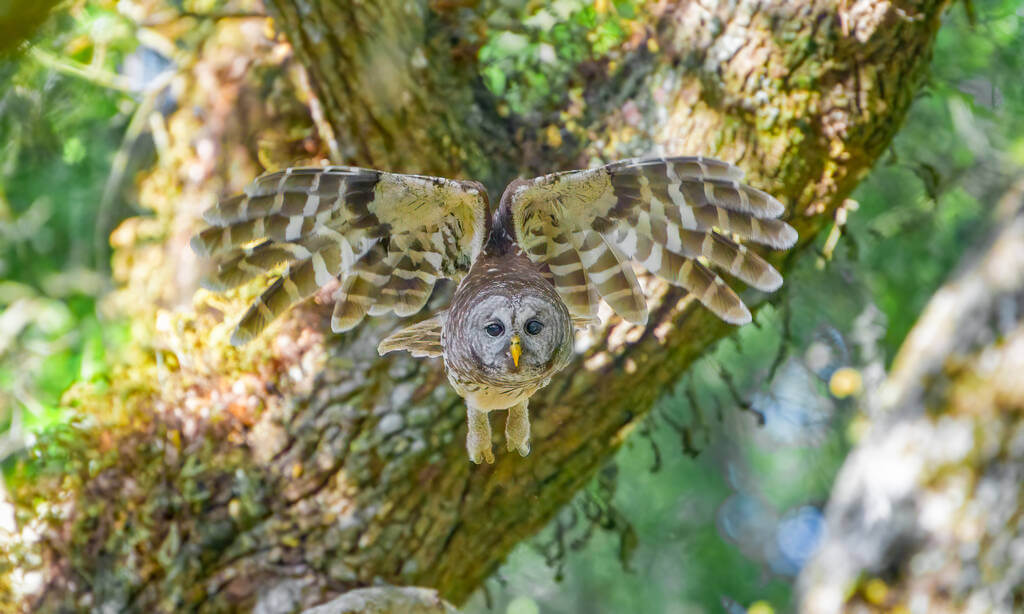 szalagos-bagoly-strix-varia-hangja