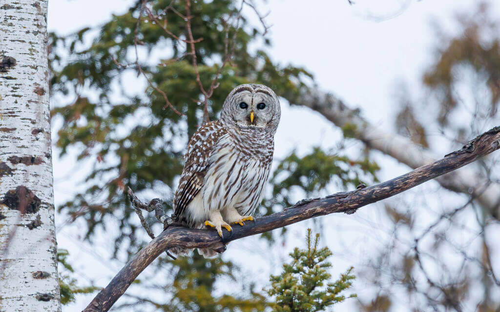 szalagos-bagoly-strix-varia