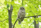 Szalagos bagoly (Strix varia) jellemzői és életmódja