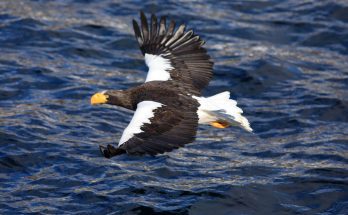 oriasretisas-haliaeetus-pelagicus-hangja