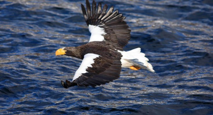 oriasretisas-haliaeetus-pelagicus-hangja