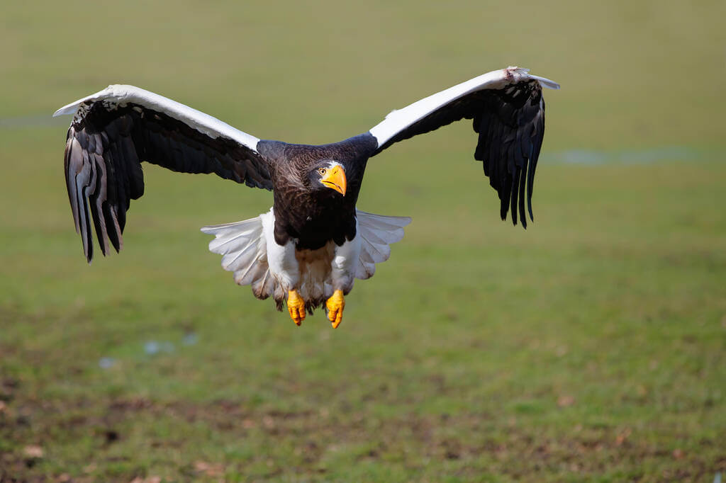 oriasretisas-haliaeetus-pelagicus-hangja