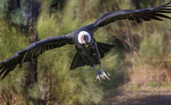 andoki-kondorkeselyu-vultur-gryphus