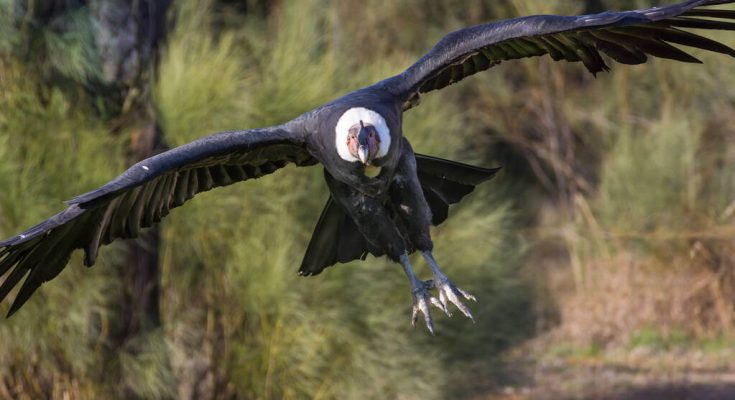 andoki-kondorkeselyu-vultur-gryphus