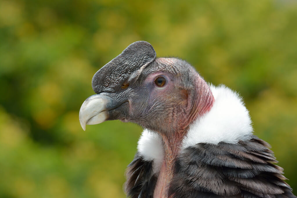 andoki-kondorkeselyu-vultur-gryphus