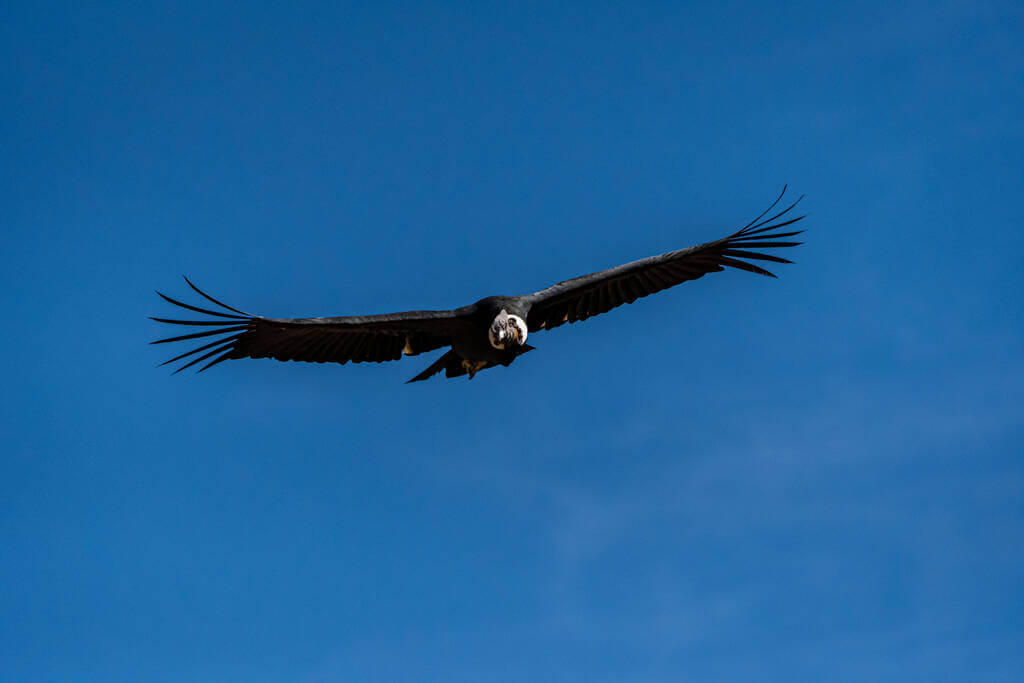 andoki-kondorkeselyu-vultur-gryphus