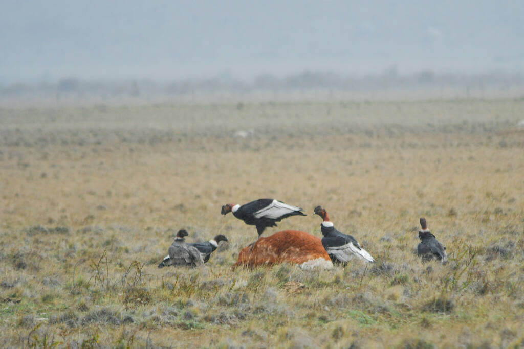 andoki-kondorkeselyu-vultur-gryphus