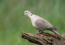 Kacagó gerle (Streptopelia risoria) jellemzői és életmódja