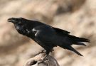 Holló (Corvus corax) hangja