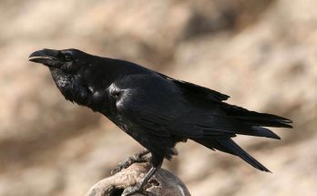 hollo-corvus-corax-hangja