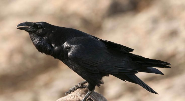 hollo-corvus-corax-hangja