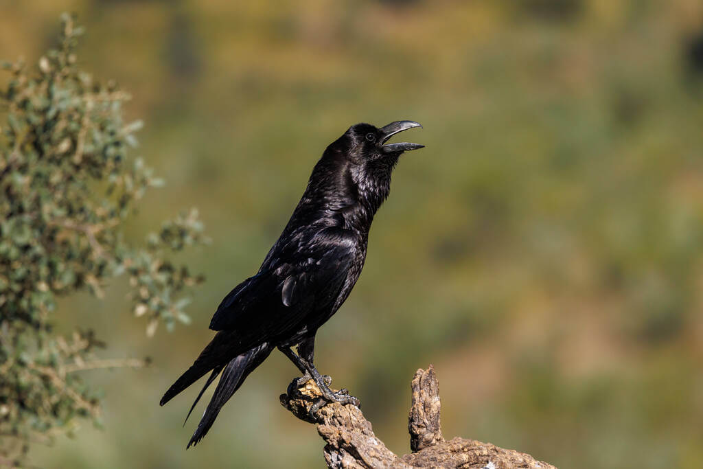 hollo-corvus-corax-hangja