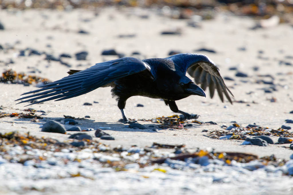 hollo-corvus-corax