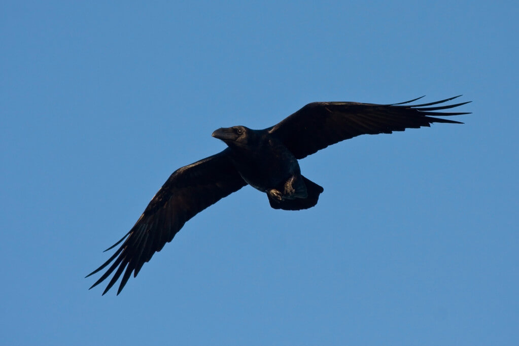 hollo-corvus-corax