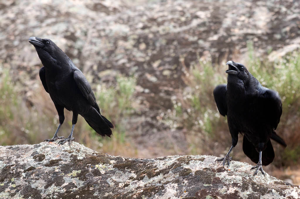 hollo-corvus-corax