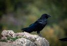 Holló (Corvus corax) jellemzői és életmódja
