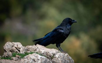 hollo-corvus-corax
