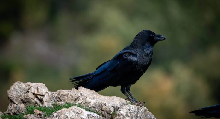 hollo-corvus-corax