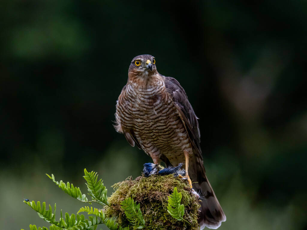 karvaly-accipiter-nisus-hangja karvaly-accipiter-nisus-hangja