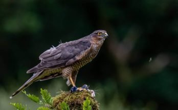 karvaly-accipiter-nisus-hangja