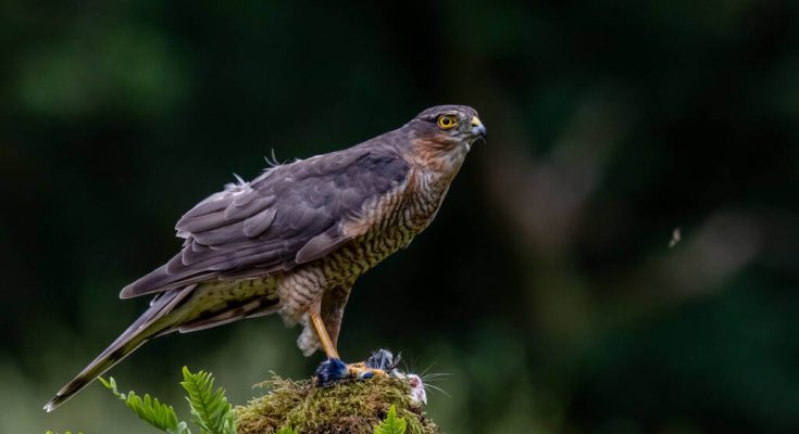 karvaly-accipiter-nisus-hangja