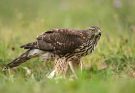 karvaly-accipiter-nisus
