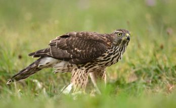 karvaly-accipiter-nisus