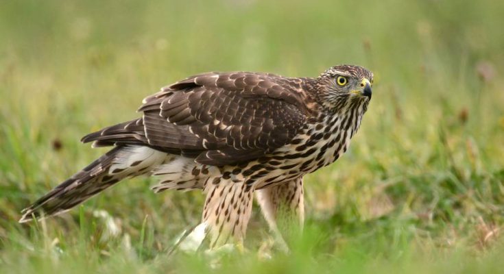 karvaly-accipiter-nisus