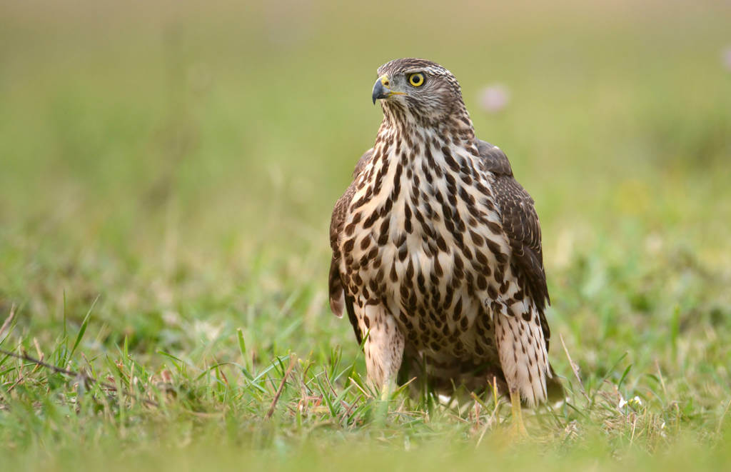 karvaly-accipiter-nisus karvaly-accipiter-nisus