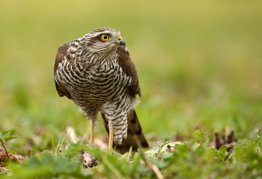 karvaly-accipiter-nisus karvaly-accipiter-nisus
