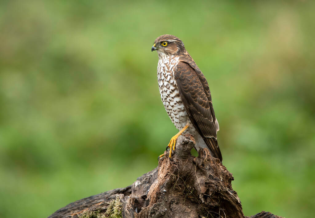 karvaly-accipiter-nisus karvaly-accipiter-nisus