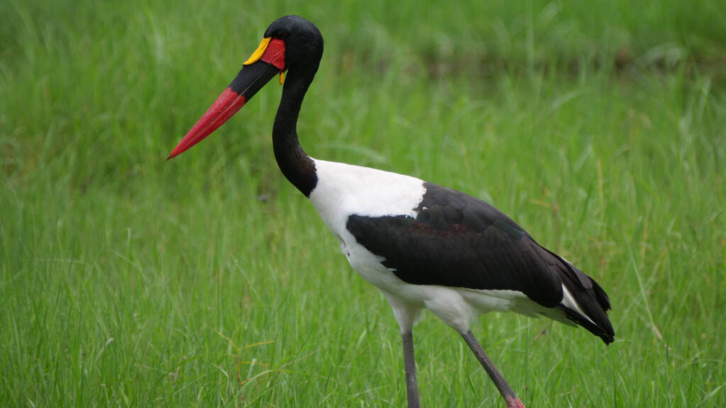 nyerges-golya-ephippiorhynchus-senegalensis